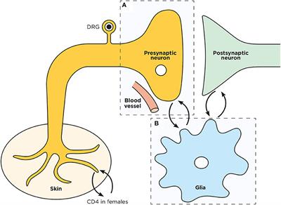 Neurons and Microglia; A Sickly-Sweet Duo in Diabetic Pain Neuropathy